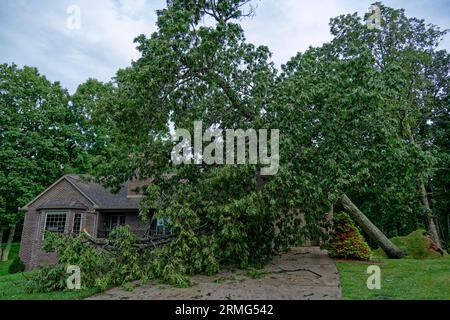 Solid full grown red oak tree fallen on a house during a storm that produced high winds with branches scattered everywhere on a rainy day in summertim Stock Photo