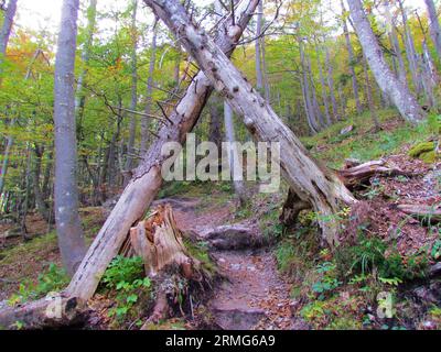 Pair of fallen dead european spruce trees hanging over a trail leading towards early fall green and yellow eurpean beech forest in Slovenia Stock Photo