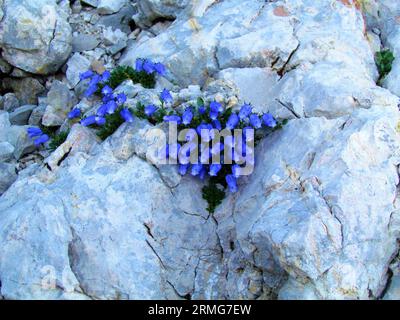 Blue blooming Zois' bellflower, Zoysi's harebell or crimped bellflower (Campanula zoysii) growing in a rock crevice Stock Photo