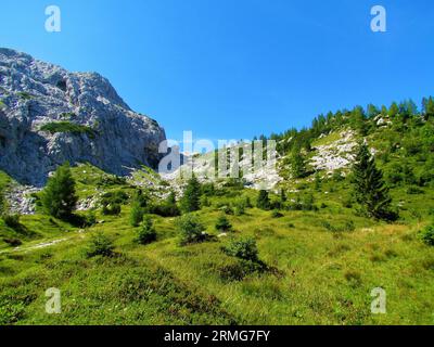 High alpine bright sunny meadow sparsely covered by spruce trees in Triglav national park and Julian alps, Slovenia Stock Photo