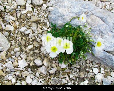 White alpine poppy or dwarf poppy (Papaver alpinum) with yellow centre growing on a rocky terrain in Triglav national park and Julian alps, Slovenia Stock Photo
