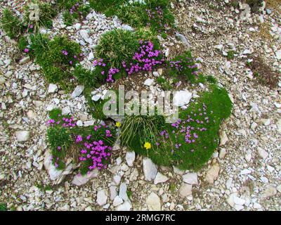 Pink blooming moss campion or cushion pink (Silene acaulis) flowers growing amidst the rocks Stock Photo