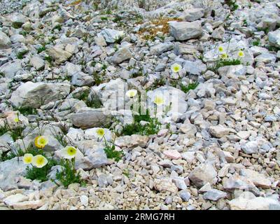 White blooming alpine poppy or dwarf poppy (Papaver alpinum) growing on a rocky terrain in Triglav national park and Julian alps, Slovenia Stock Photo