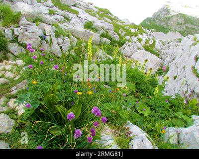 Alpine wildgarden with orange Crepis terglouensis, yellow hawkbit (Leontodon pyrenaicus), pink chives (Allium schoenoprasum) and northern wolf's-bane Stock Photo