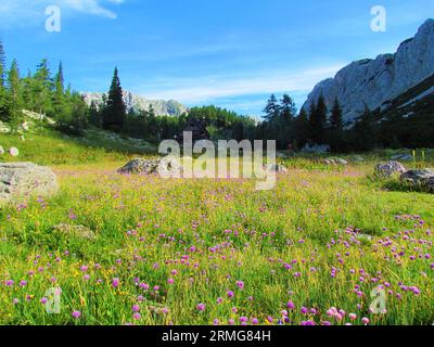 Field of pink blooming wild chives (Allium schoenoprasum) flowers with the mountain lodge at Double lake at Triglav lakes valley in Triglav national p Stock Photo