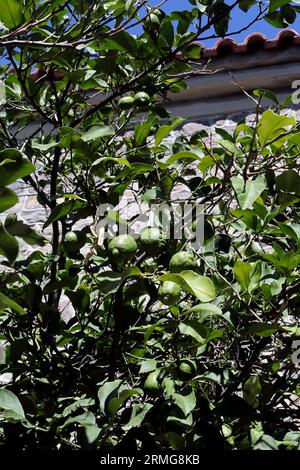 Limes ripening on a tree (probably Persian lime - citrus × latifolia) Stock Photo