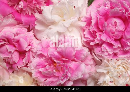 Beautiful aromatic peony flowers as background, closeup Stock Photo