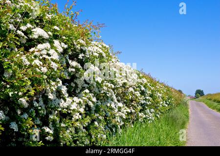 A hedgerow of Hawthorn, Whitethorn or May Tree (crataegus monogyna) in flower alongside a deserted country road or lane. Stock Photo