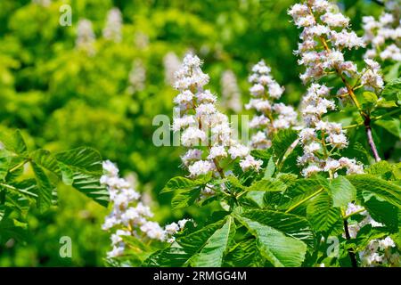 Horse Chestnut or Conker Tree (aesculus hippocastanum), close up of several of the spikes of white flowers produced by the tree in the spring. Stock Photo