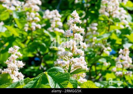 Horse Chestnut or Conker Tree (aesculus hippocastanum), close up of a single spike of the white flowers produced by the tree in the spring. Stock Photo