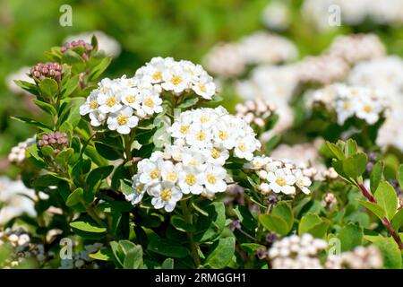 Spiraea Nipponica, most likely Snowmound, possibly Halward's Silver, close up of the flowers of the popular shrub, widely planted in gardens and parks Stock Photo