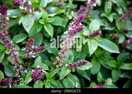 Close up of the purple flowers and green  leaves of a mint bush Stock Photo