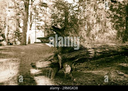 Old fallen tree in the forest. Black and white Stock Photo