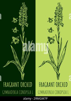 Vector drawing FRAGRANT ORCHID . Hand drawn illustration. The Latin name is GYMNADENIA CONOPSEA L. Stock Photo