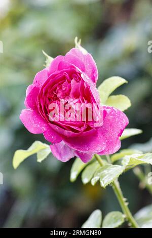 Close up of pink David Austin rose - Princess Anne Stock Photo