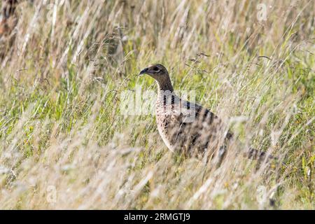 Female or hen pheasant, Phasianus colchicus, in long grass, Norfolk. Stock Photo