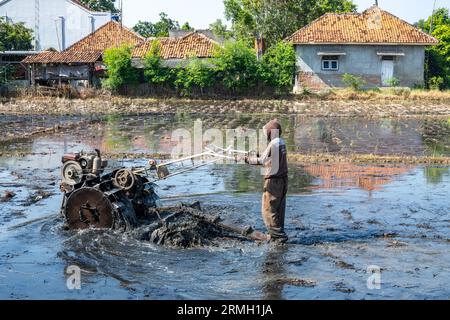 A man operating a machine in rice field. Java, Indonesia. Stock Photo
