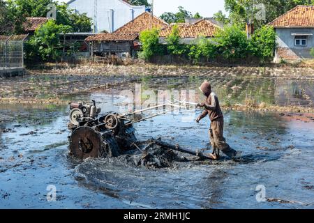 A man operating a machine in rice field. Java, Indonesia. Stock Photo