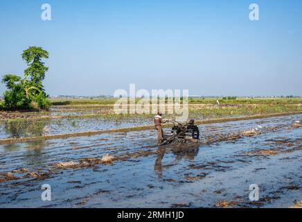 A man operating a machine in rice field. Java, Indonesia. Stock Photo