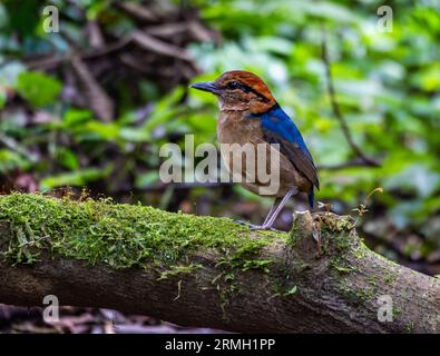 A male Schneider's Pitta (Hydrornis schneideri) standing on a down log in forest. Java, Indonesia. Stock Photo