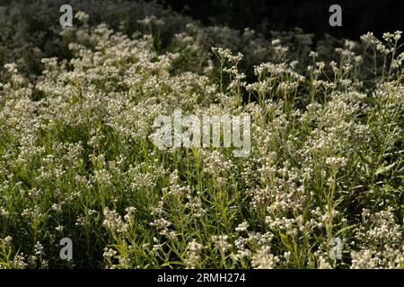 Anaphalis margaritacea - pearly everlasting. Stock Photo