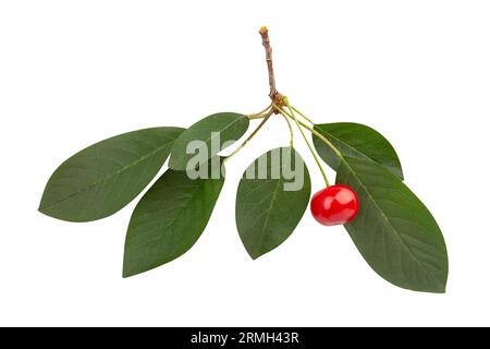cherry on branch path isolated on white Stock Photo