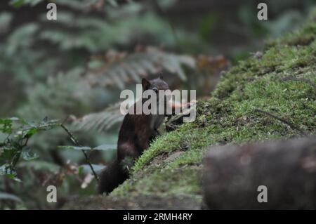 A red squirrel (Sciurus vulgaris) in woodland on Isle of Arran, Scotland Stock Photo