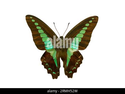 Butterfly species Graphium sarpedon, trivial name: Common Bluebottle. Beautiful exotic colorful Graphium Sarpedon butterfly isolated on white backgrou Stock Photo