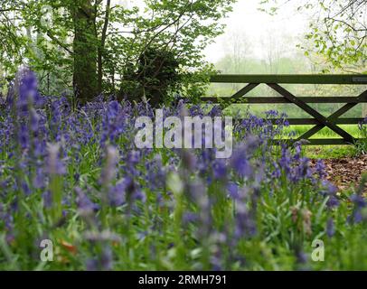 Wooden gate at the entrance to a bluebell wood, Northamptonshire, UK Stock Photo