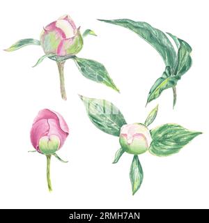 Watercolor peony clipart flower hand drawn in the botanical style for use in logo, wedding, holiday and birthday designs. Pink daisy cute isolated Stock Photo