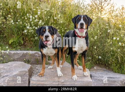 Two Greater Swiss Mountain dogs stand on some stone boulders with summer wildflowers behind them. Stock Photo