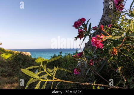 Pink oleander flowers in front of the sunny sea on a summer day Stock Photo