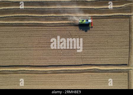 Harvest a golden wheat field, dust clouds. Aerial shot. Harvester fill granary, ripe wheat during harvest. Agricultural work. Harvest in sunny weather Stock Photo