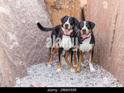 Two Swiss Mountain Dogs surrounded by pink stone Stock Photo