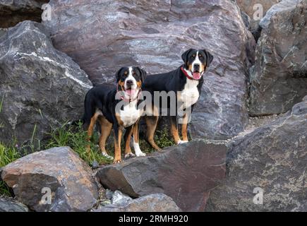 Two happy Swiss Mountain dogs against large stone boulders Stock Photo