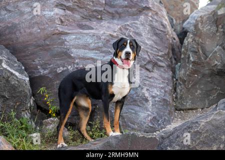 A happy Greater Swiss Mountain dog in her element Stock Photo