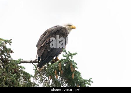 American Bald Eagle, Haliaeetus leucocephalus, single adult perched on a tree, Sitka, Alaska, USA Stock Photo