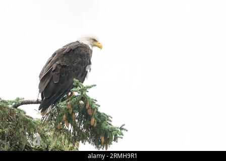 American Bald Eagle, Haliaeetus leucocephalus, single adult perched on a tree, Sitka, Alaska, USA Stock Photo