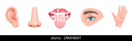 Set of cartoon sensory organs. Smell of nose, eye sight, ears, touch of skin, taste of tongue. Human organs and face parts. Educational anatomy Stock Vector