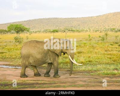 Elephant on the Move, Serengeti National Park, Tanzania, East Africa Stock Photo