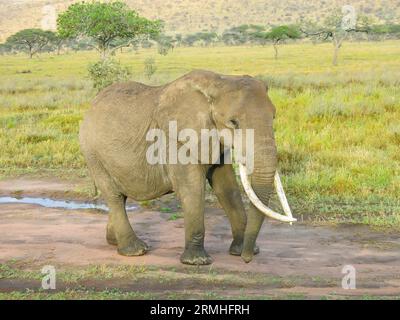 Elephant on the Move, Serengeti National Park, Tanzania, East Africa Stock Photo