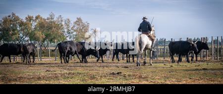 Cowboy carrying a long cattle prod near a herd of bulls, Camargue, France Stock Photo