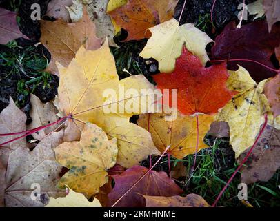 Close up of leaves on the ground Stock Photo