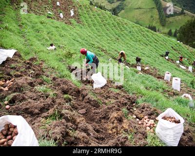 Rural Agriculture: A Look at the Potato Farm Industry Stock Photo