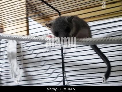 Munich, Germany. 25th Aug, 2023. A dormouse sits in a cage of the rescue station of the Wildtierwaisen-Schutz e.V. (to dpa-Korr: 'Wo Siebenschläfer, Eichhörnchen und Hasen aufgepfppelt werden') Credit: Michael Faulhaber/dpa/Alamy Live News Stock Photo