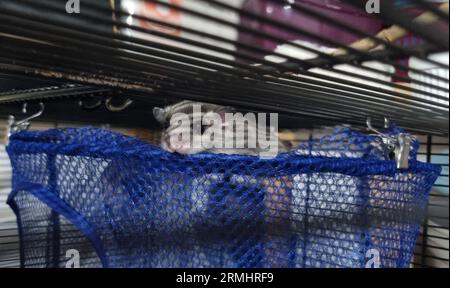 Munich, Germany. 25th Aug, 2023. A dormouse sits in a cage of the rescue station of the Wildtierwaisen-Schutz e.V. (to dpa-Korr: 'Wo Siebenschläfer, Eichhörnchen und Hasen aufgepfppelt werden') Credit: Michael Faulhaber/dpa/Alamy Live News Stock Photo