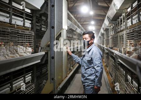 LUANNAN COUNTY, Hebei Province, China - March 17, 2020: The workers are loading feed in a processing plant. Stock Photo