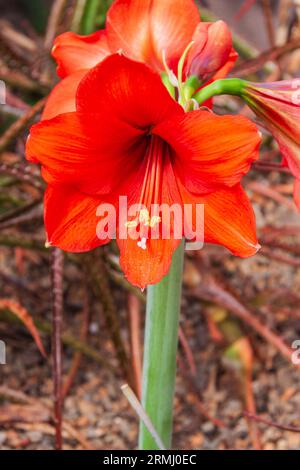 Amaryllis flower at Callaway Gardens in Pine Mountain, Georgia. Callaway Stock Photo