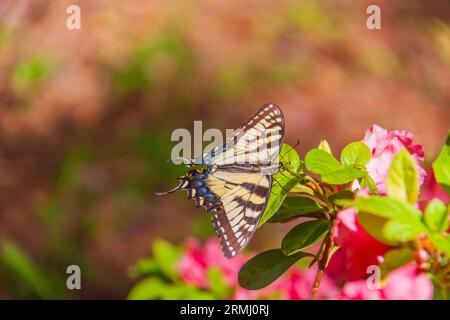 Eastern Tiger Swallowtail butterfly, Papilio glaucus, on Azaleas, at Callaway Gardens in Pine Mountain, Georgia. Stock Photo
