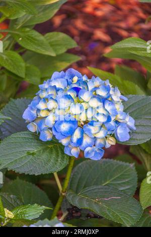 Ray of sun on blue Hydrangeas at Bellingrath Gardens near Moblie, Alabama in early spring. Stock Photo
